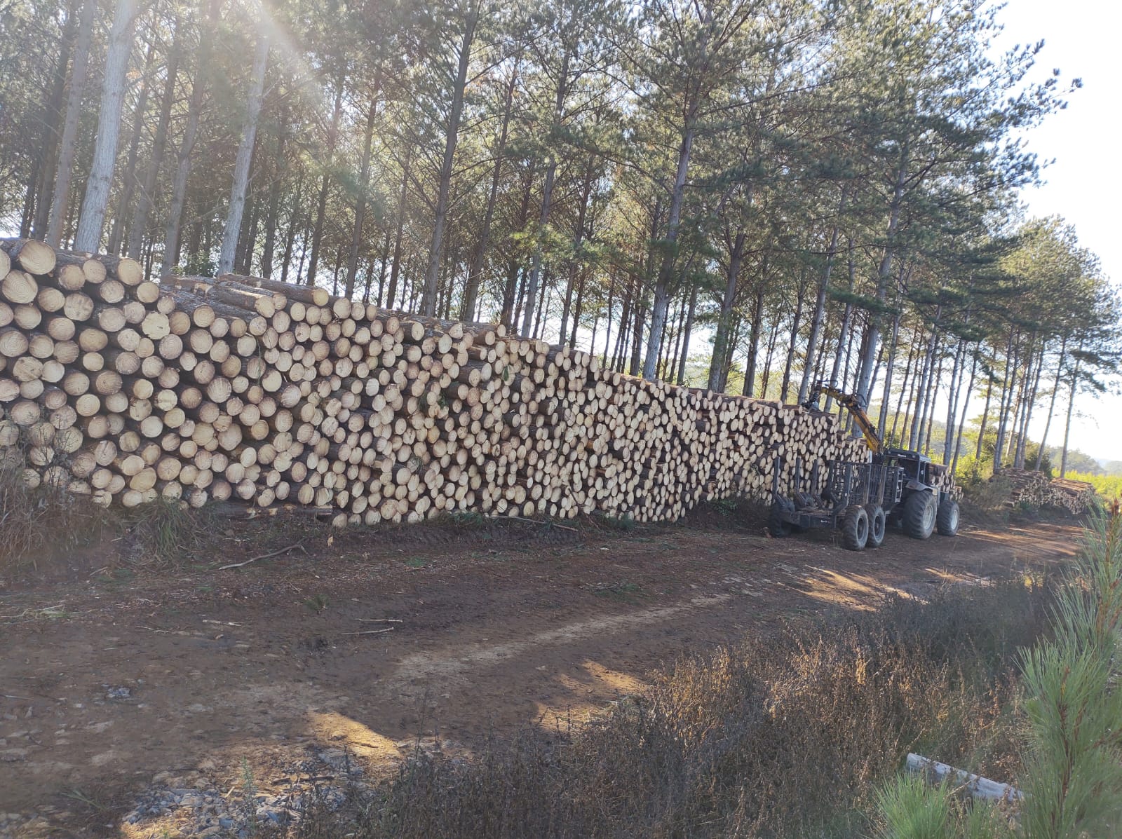 Toras de Pinus cortadas e empilhadas
