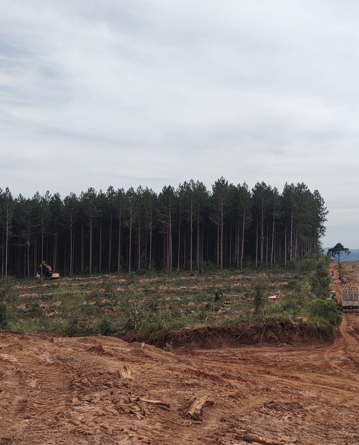Toras de Pinus cortadas e empilhadas