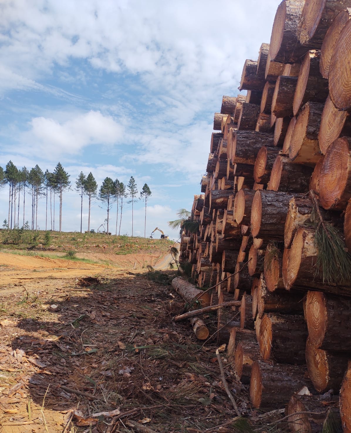 Toras de Pinus cortadas e empilhadas